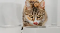 Kuinka monta vesikuppia kissalle tarvitaan ja miksi niiden ei tulisi olla ruoan vieressä