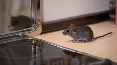 Syksyllä hiiret tunkeutuvat koteihin – ota käyttöön tämä toimiva torjuntatapa