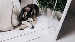 Harva tietää: miksi koirat eivät tunnista itseään peilistä