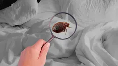 Luteiden hävittäminen turvallisesti – parhaat luonnolliset keinot