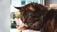 Seitsemän seurallisinta kissarotua – näin löydät koiramaisen kissakaverin