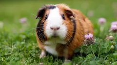 Merisika: Miksi eläin, jolla ei ole mitään tekemistä meren tai sikojen kanssa, kantaa tällaista nimeä?