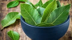 Laakerinlehden taika: mihin sitä sijoitetaan kiinalaisen perinteen mukaan rahan houkuttelemiseksi ja torakoiden karkottamiseksi