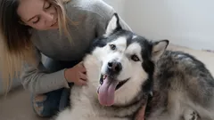 Kolme suosikkipaikkaa koiran silittämiseen ja miksi ne toimivat