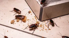 Kuinka selvittää, onko kodissasi torakoita?