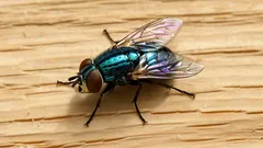 Näin pidät keittiön kärpäset poissa luonnollisesti – testissä 3 helppoa keinoa