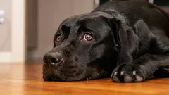 10 asiaa, jotka aiheuttavat koirille stressiä – joista moni omistaja ei tiedä