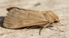 Kaappimotin torjunta kotikeittiössä – helpot keinot joka kotiin