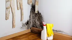 Tummat läiskät tapeteissa eivät ole pelkkää likaa – ne voivat olla merkki vaarallisesta homesienikoloniasta niiden alla