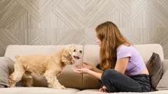 Kuinka keskustella koirasi kanssa niin, että se ymmärtää sinua: tieteellinen lähestymistapa