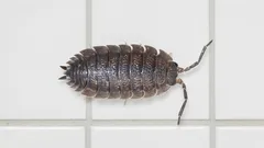 Kauhu pesualtaan alla: mikä tämä olio on ja kuinka siitä päästään eroon heti