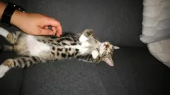 Harva tietää: mitä kissat tuntevat, kun niiden vatsaa rapsutetaan – kissakäyttäytymisen asiantuntijat kertovat