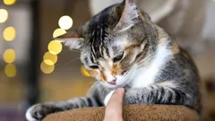 Vain harvat tietävät: mitä kissat tuntevat, kun niitä silitetään pitkään – eläinlääkäreiden mukaan