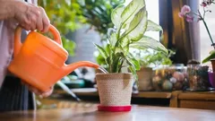 Sopiiko vesijohtovesi huonekasveille? Tässä vinkit kasvun tueksi