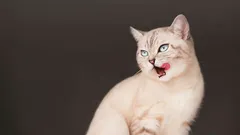 Kissat ennustavat onnettomuuksia – mitä merkkejä ne antavat?