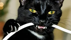 Niksi, jolla saat kissasi lopettamaan johtojen pureskelun – toimii varmasti