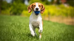 Top 10 leikkisintä koirarotua: aktiiviset ja iloiset perhelemmikit